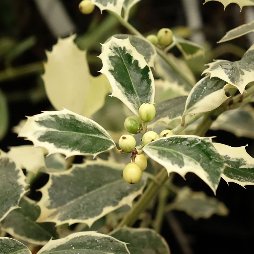 Weißbunte Stechpalme Argenteomarginata - Ilex aquifolium (Laub)