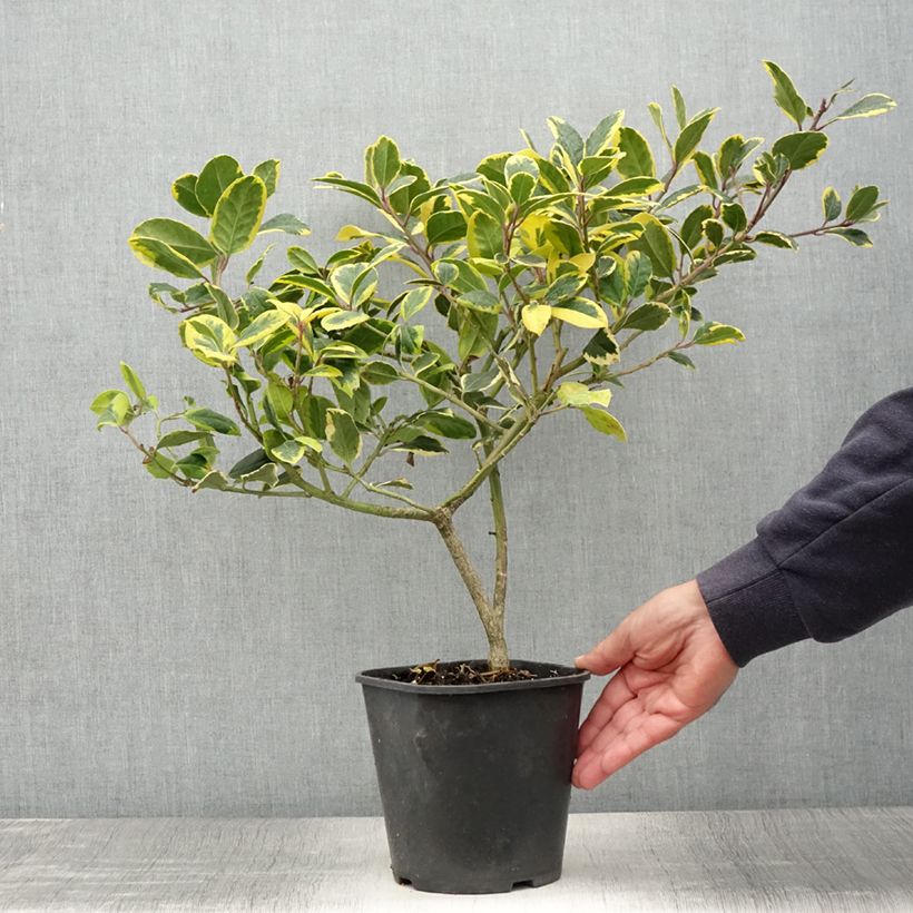 Exemplar von Houx panaché - Ilex Golden King Pot de 2L/3L wie im Sommer geliefert