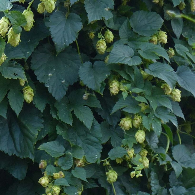 Humulus lupulus - Hopfen (Laub)