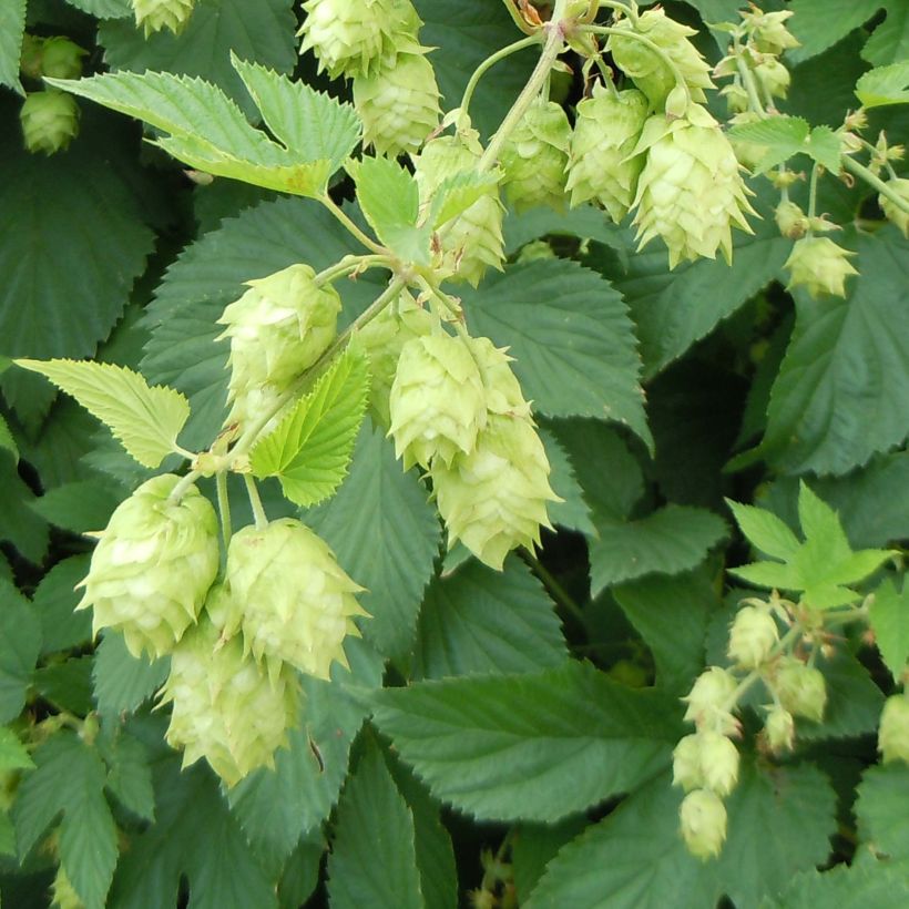 Humulus lupulus - Hopfen (Blüte)