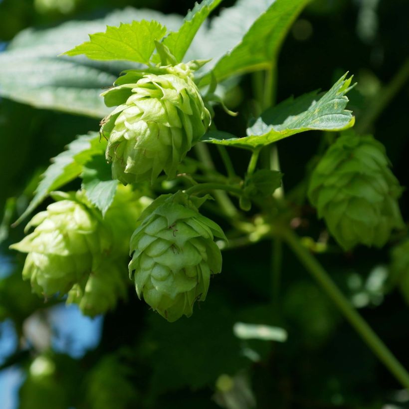 Hopfen Magnum - Humulus lupulus (Blüte)