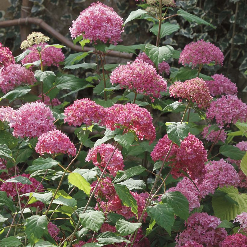 Schneeballhortensie Bella Anna - Hydrangea arborescens (Hafen)