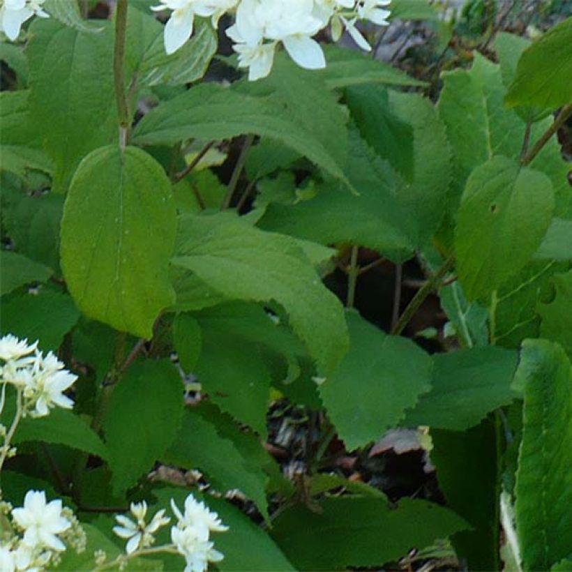 Ballhortensie Hayes Starbust - Hydrangea arborescens (Laub)