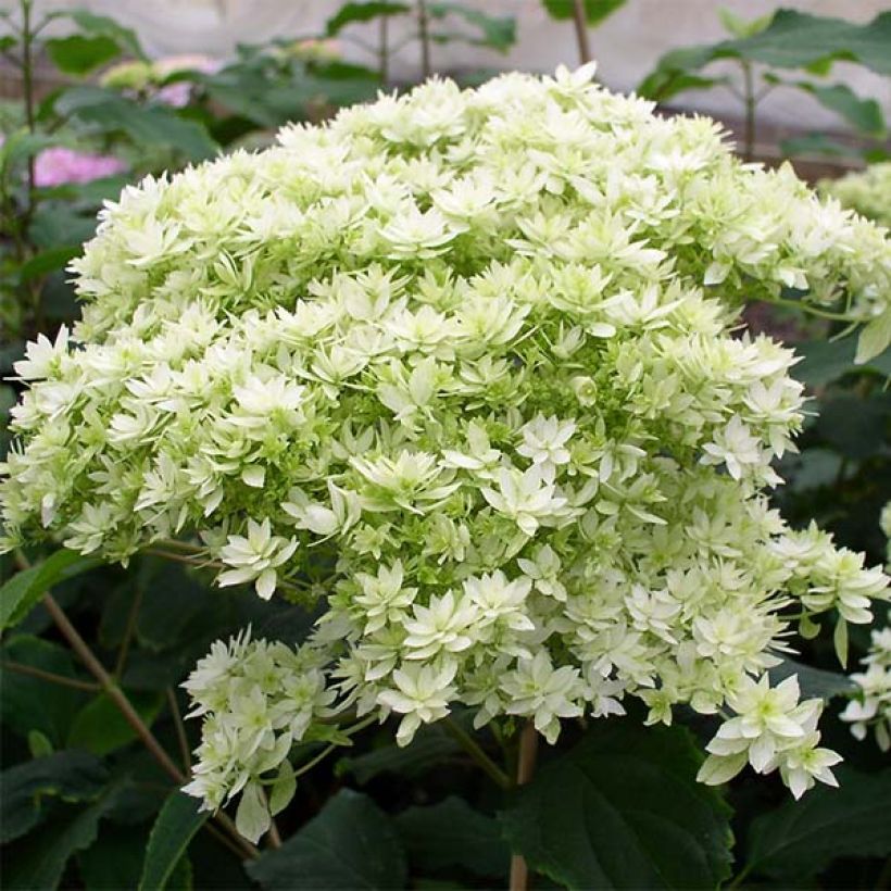 Ballhortensie Hayes Starbust - Hydrangea arborescens (Blüte)