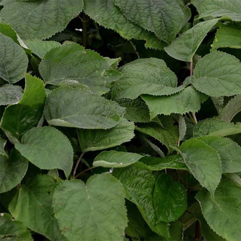 Schneeballhortensie Strong Annabelle ( Incrediball ) - Hydrangea arborescens (Laub)