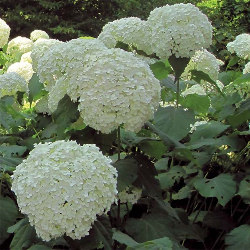 Schneeballhortensie Strong Annabelle ( Incrediball ) - Hydrangea arborescens (Blüte)