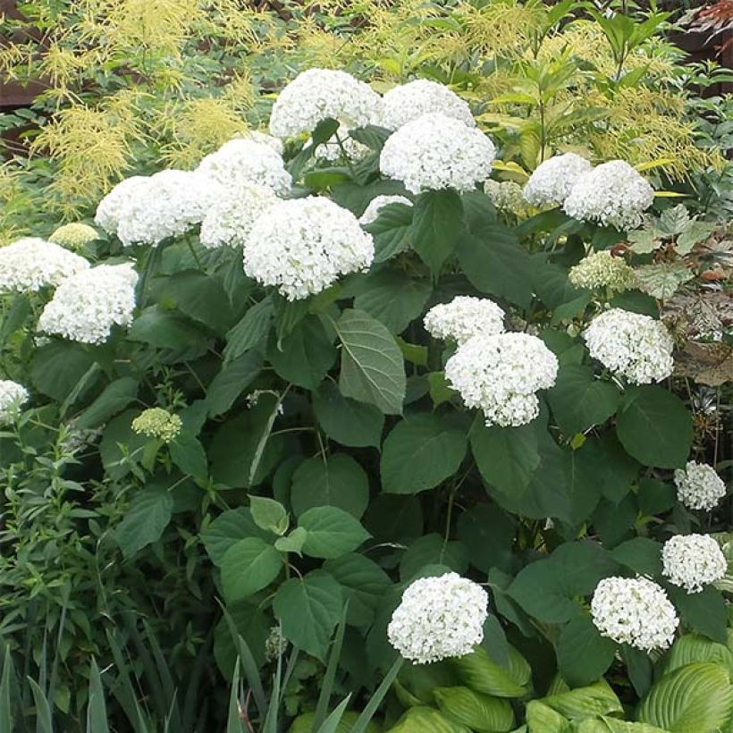 Schneeballhortensie Strong Annabelle ( Incrediball ) - Hydrangea arborescens (Hafen)