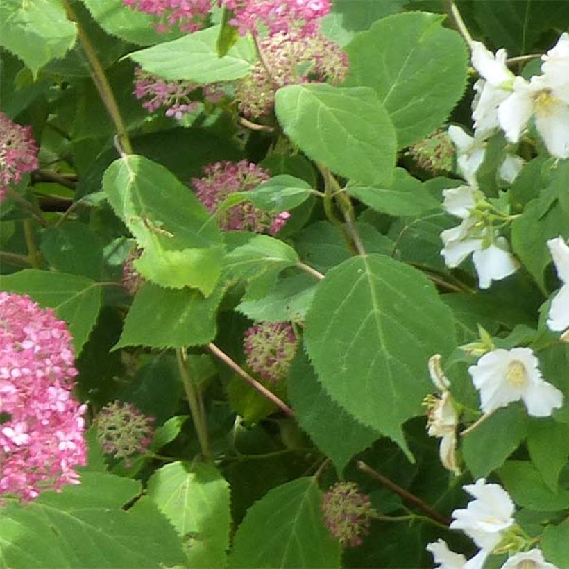 Schneeballhortensie Pink Annabelle - Hydrangea arborescens (Laub)