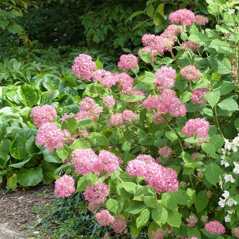 Schneeballhortensie Pink Annabelle - Hydrangea arborescens (Hafen)