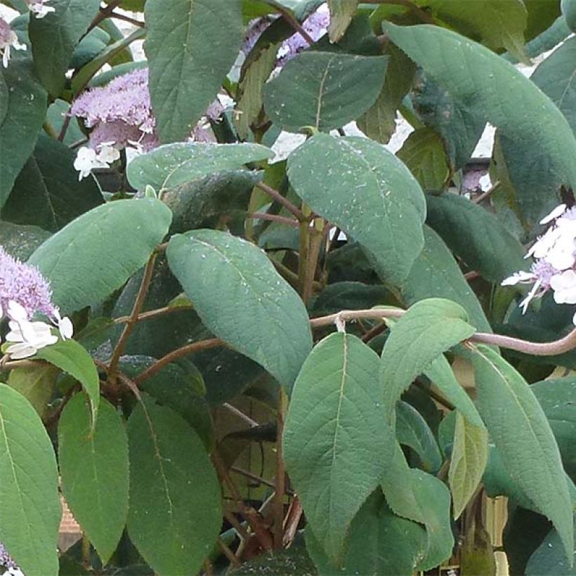 Hydrangea aspera Macrophylla - Samthortensie (Laub)