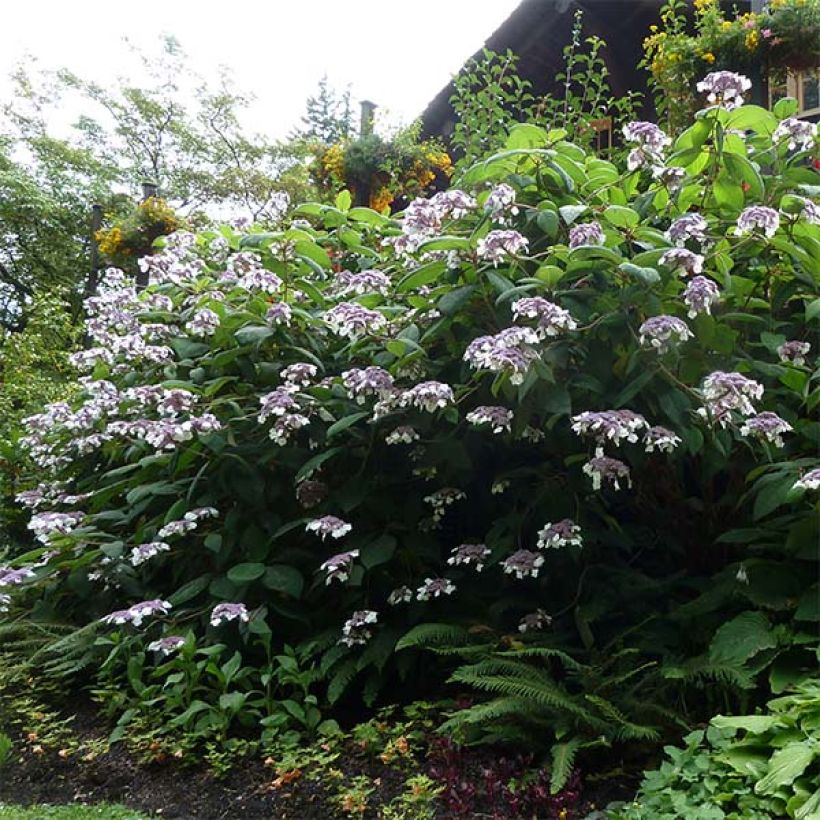 Hydrangea aspera Macrophylla - Samthortensie (Hafen)