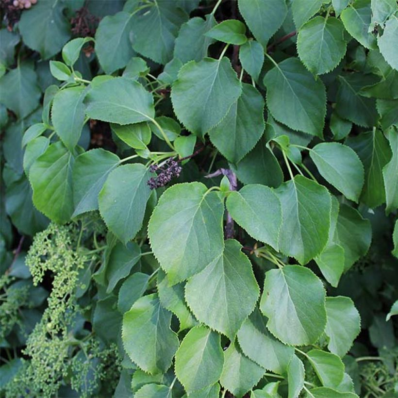 Hydrangea anomala ssp. petiolaris - Kletter-Hortensie (Laub)