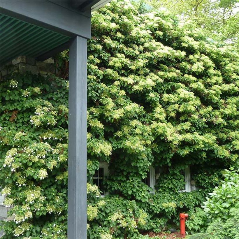 Hydrangea anomala ssp. petiolaris - Kletter-Hortensie (Hafen)