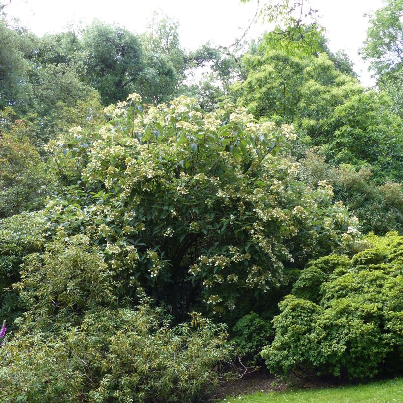 Hydrangea heteromalla - Chinesische Hortensie (Hafen)