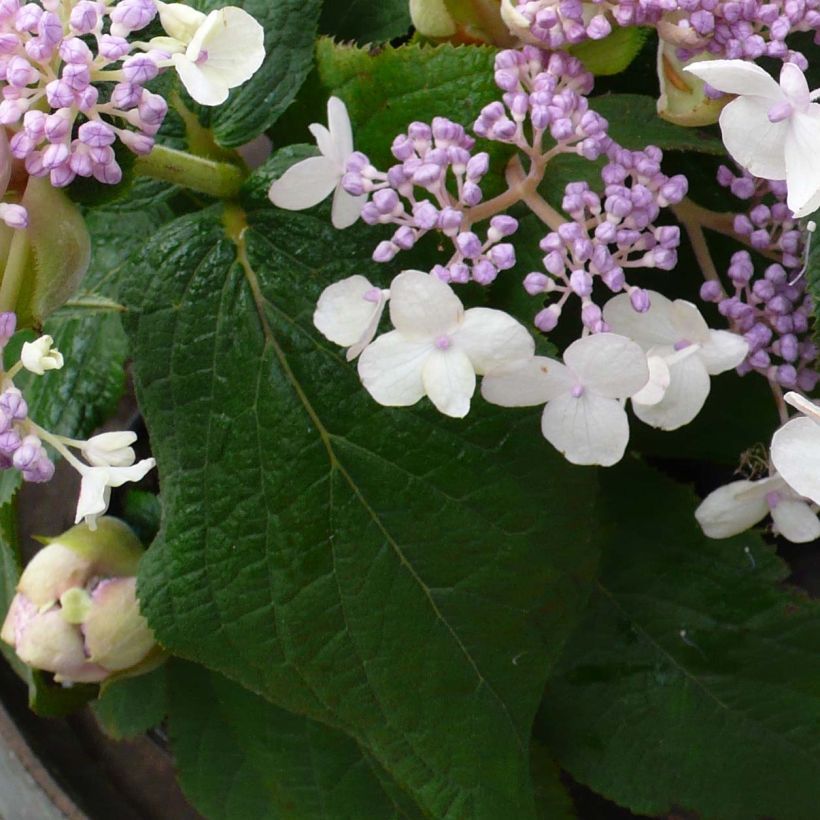 Hydrangea involucrata Late Love - Hüllblatt-Hortensie (Laub)