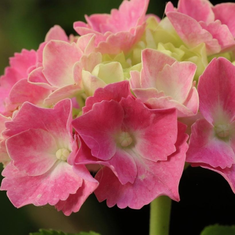 Hydrangea macrophylla Gertrud Glahn - Bauernhortensie (Blüte)