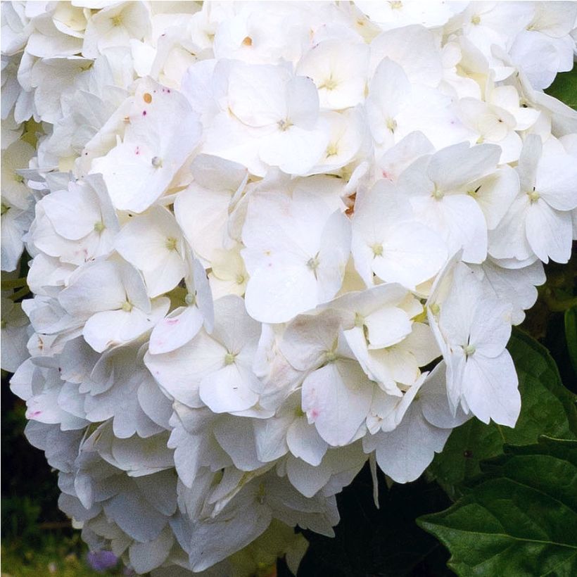 Hydrangea macrophylla Immaculata - Bauernhortensie (Blüte)