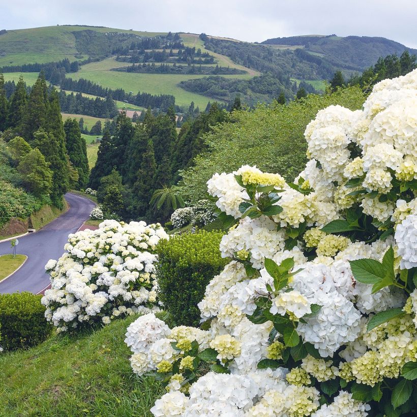 Hydrangea macrophylla Immaculata - Bauernhortensie (Hafen)