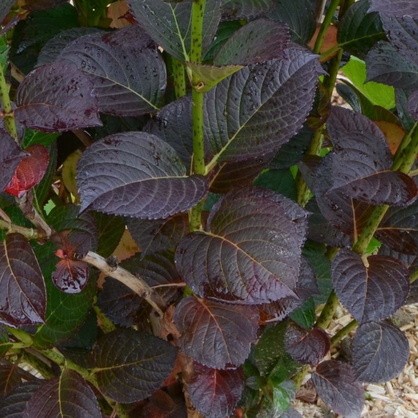 Hydrangea macrophylla Julisa - Bauernhortensie (Laub)