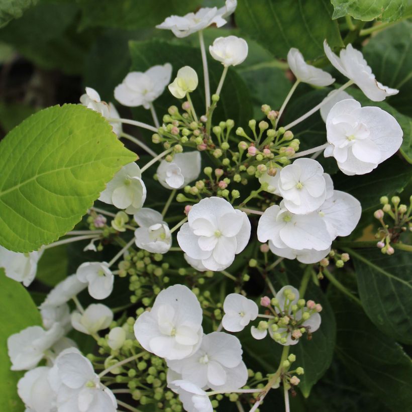 Hydrangea macrophylla Libelle - Bauernhortensie (Blüte)