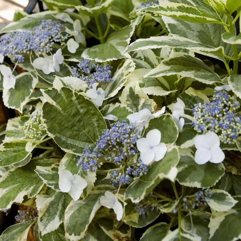 Hydrangea macrophylla Light'o'Day - Bauernhortensie (Laub)