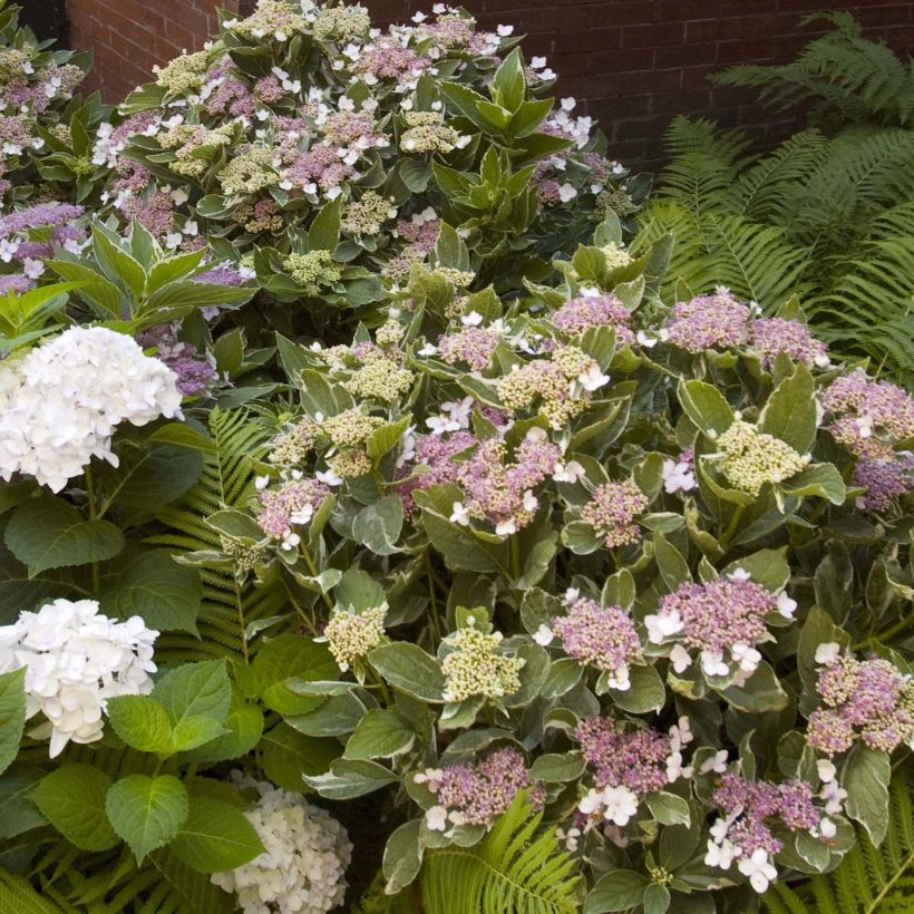 Hydrangea macrophylla Light'o'Day - Bauernhortensie (Hafen)