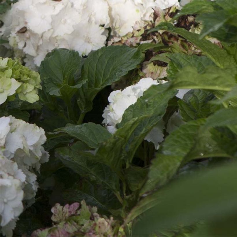 Hydrangea macrophylla Magical Jade - Bauernhortensie (Laub)