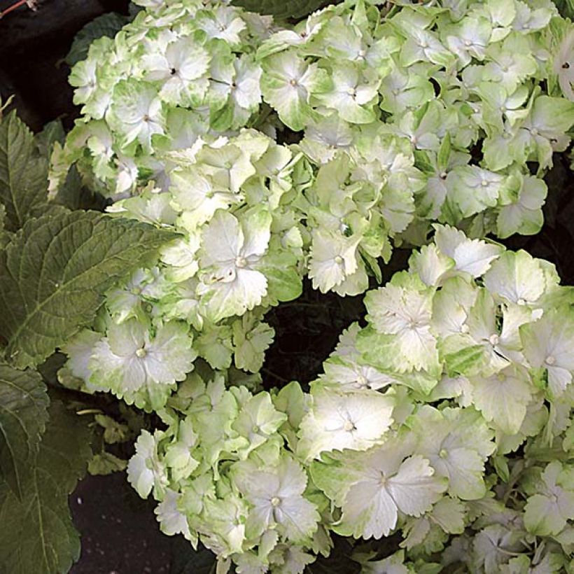 Hydrangea macrophylla Magical Jade - Bauernhortensie (Blüte)