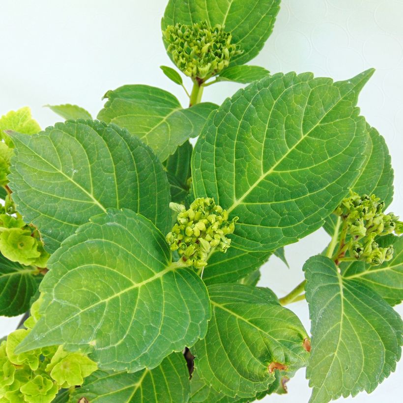 Hydrangea macrophylla Magical Revolution Rose - Bauernhortensie (Laub)