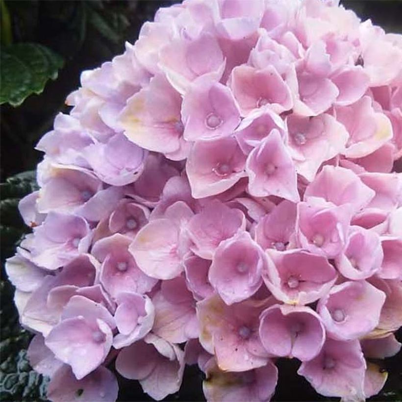 Hydrangea macrophylla Magical Revolution Rose - Bauernhortensie (Blüte)