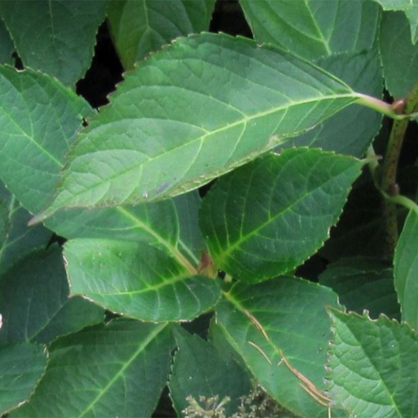 Hydrangea macrophylla Mariesii Perfecta - Bauernhortensie (Laub)