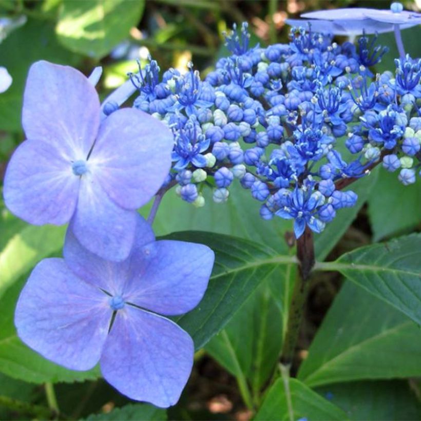 Hydrangea macrophylla Mariesii Perfecta - Bauernhortensie (Blüte)