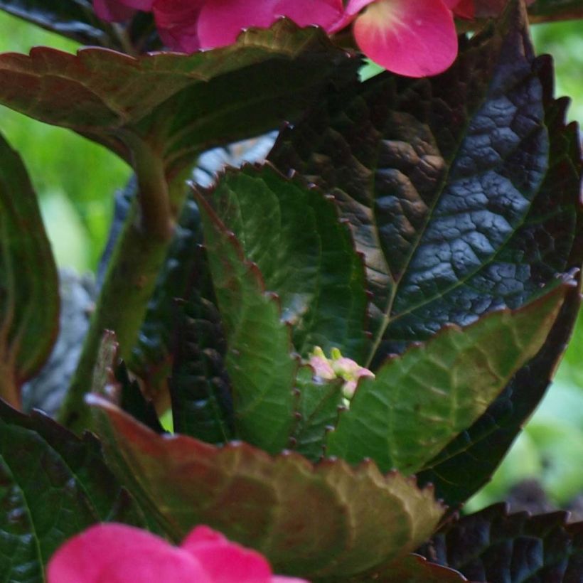 Hydrangea macrophylla Merveille Sanguine - Bauernhortensie (Laub)