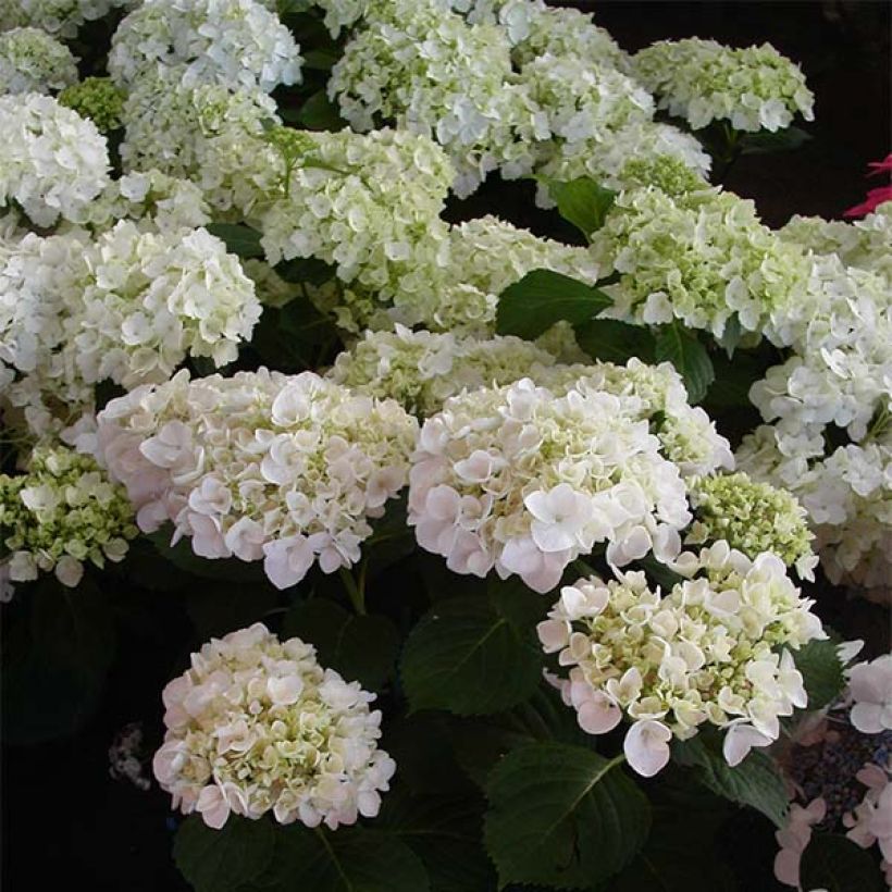 Hydrangea macrophylla Mme Emile Mouillière - Bauernhortensie (Blüte)