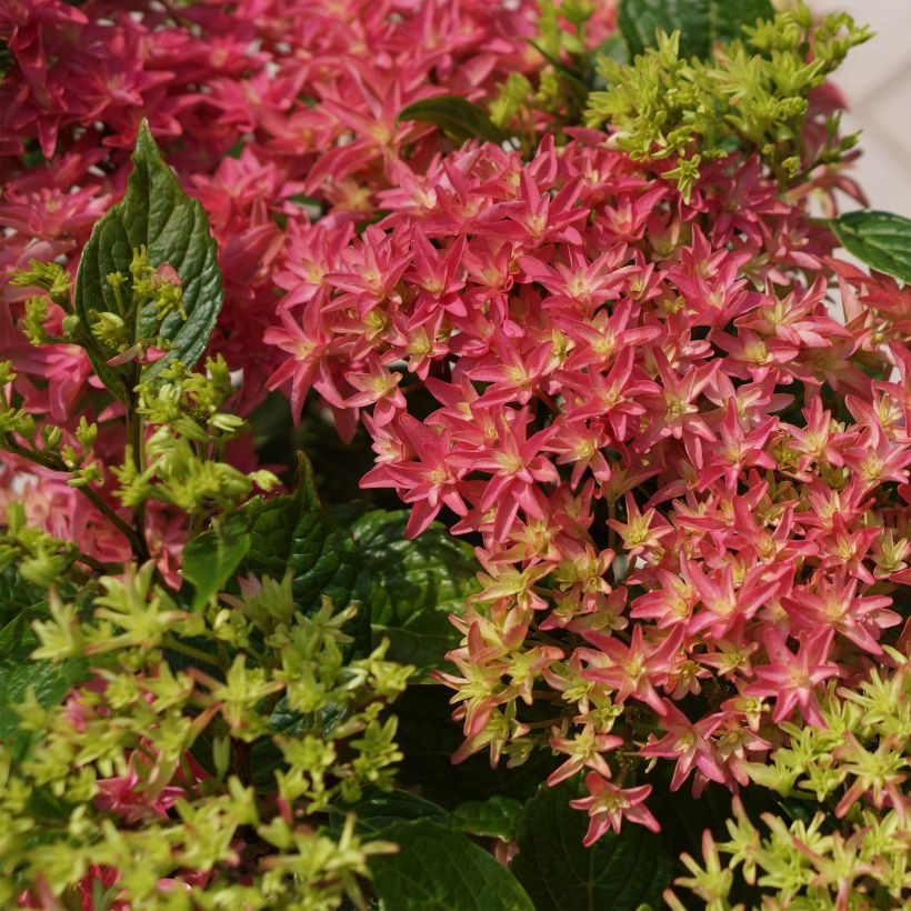 Hydrangea macrophylla Princess Diana - Bauernhortensie (Blüte)