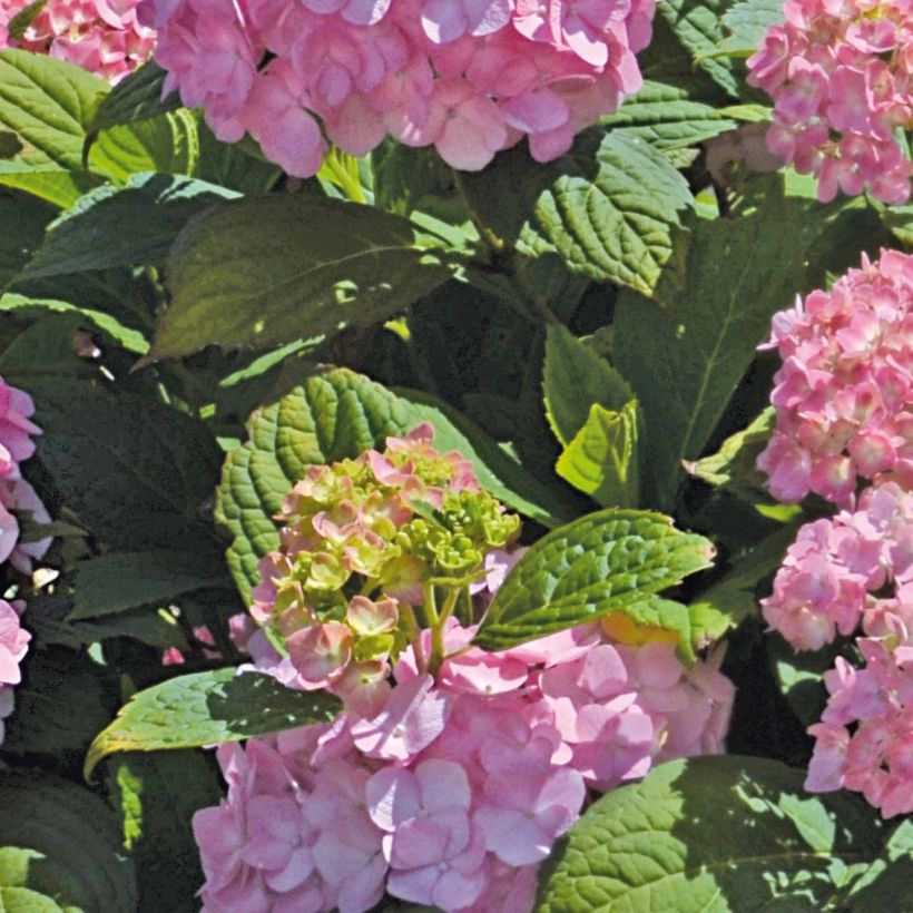 Hydrangea macrophylla So Long Rosy - Bauernhortensie (Laub)