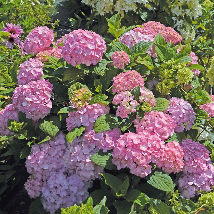 Hydrangea macrophylla So Long Rosy - Bauernhortensie (Hafen)