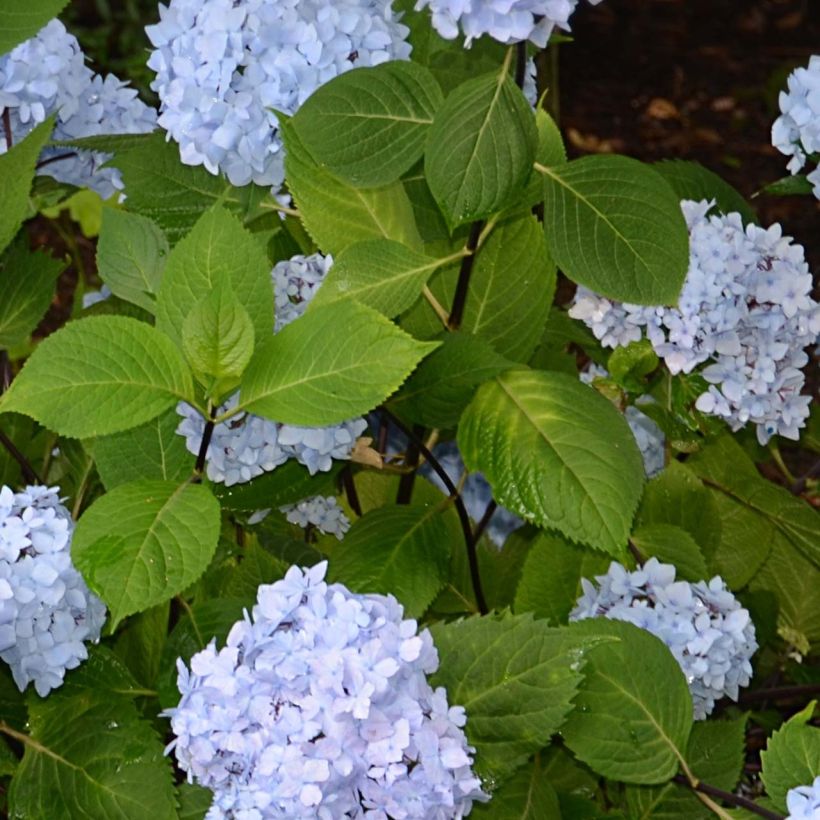 Hydrangea macrophylla So Long Ebony - Bauernhortensie (Laub)