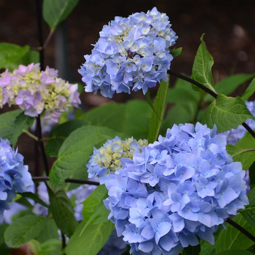 Hydrangea macrophylla So Long Ebony - Bauernhortensie (Blüte)