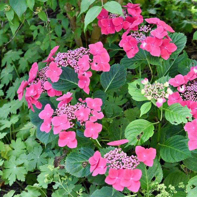 Hydrangea macrophylla Teller Red - Bauernhortensie (Hafen)