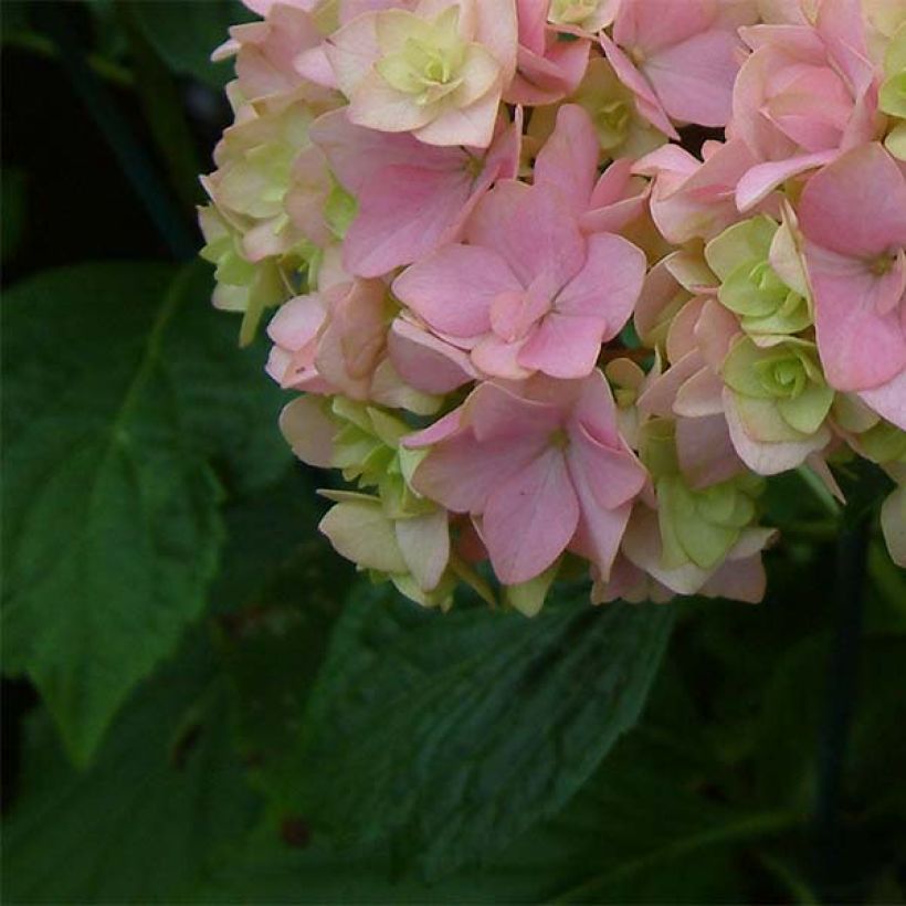 Hydrangea macrophylla You and Me Together - Bauernhortensie (Laub)