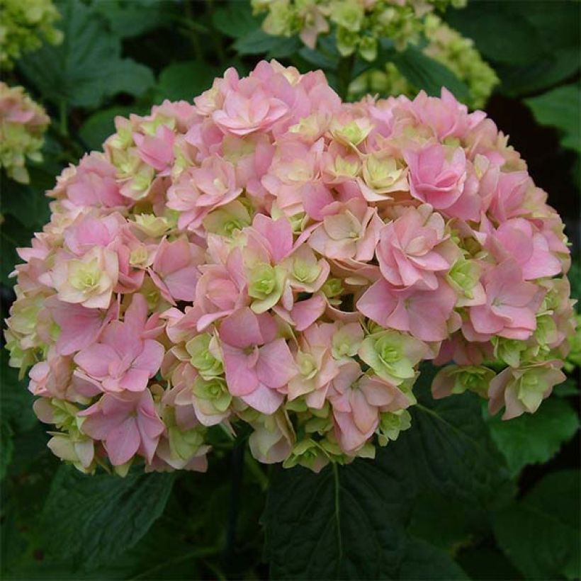 Hydrangea macrophylla You and Me Together - Bauernhortensie (Blüte)