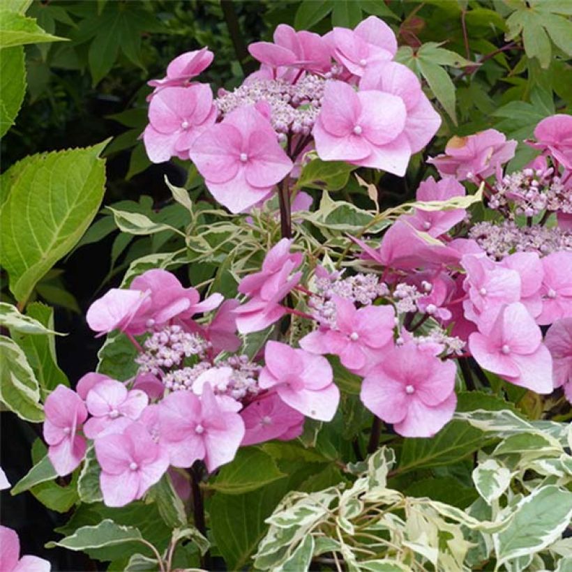 Hydrangea macrophylla Zorro - Bauernhortensie (Blüte)