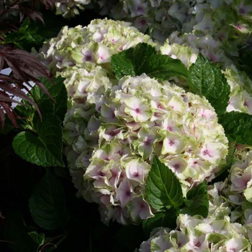 Hydrangea macrophylla Magical Summer Green - Bauernhortensie (Blüte)