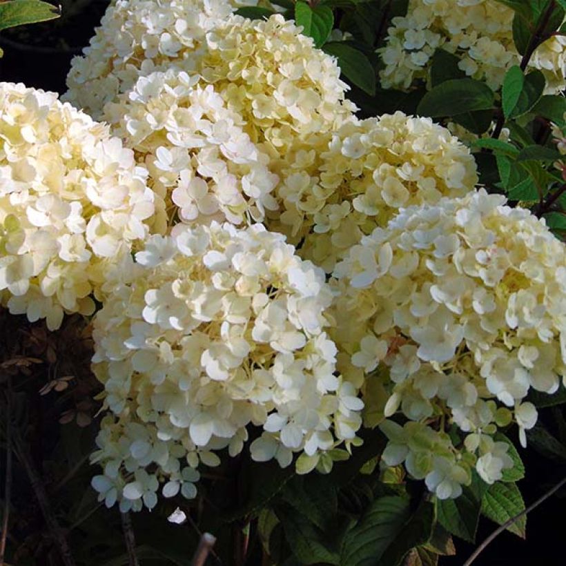 Rispenhortensie Bobo - Hydrangea paniculata (Blüte)