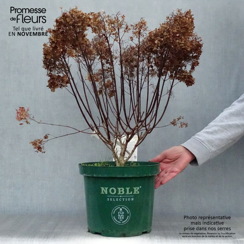 Exemplar von Rispenhortensie Bobo - Hydrangea paniculata wie im Herbst geliefert