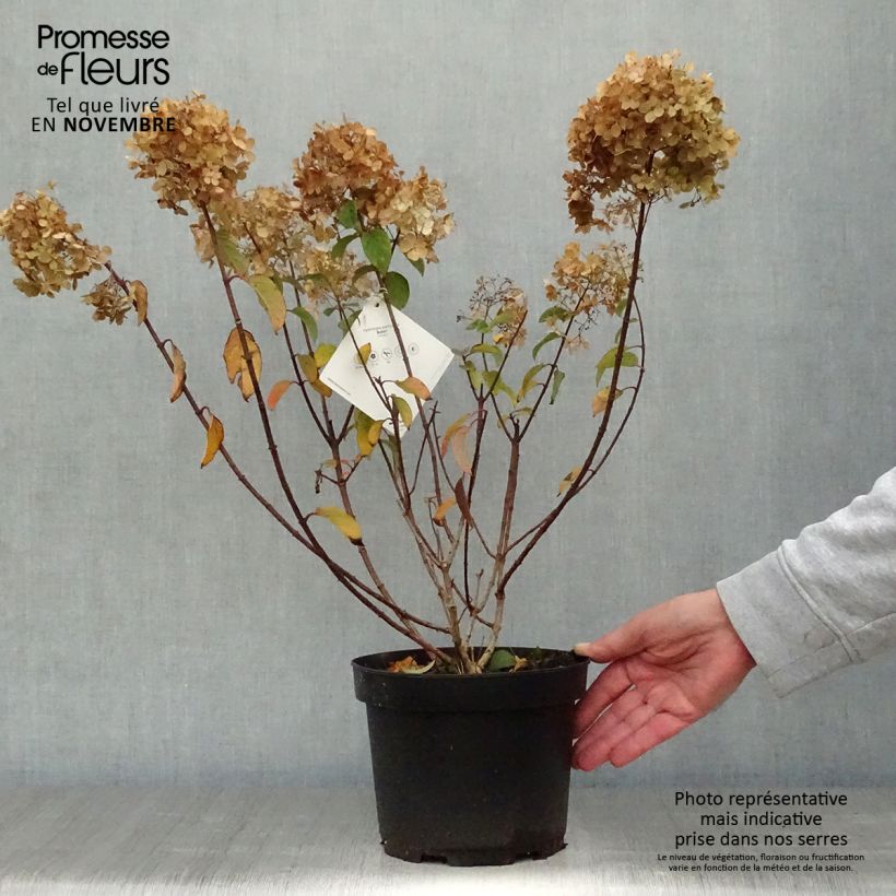 Exemplar von Rispenhortensie Bobo - Hydrangea paniculata wie im Herbst geliefert