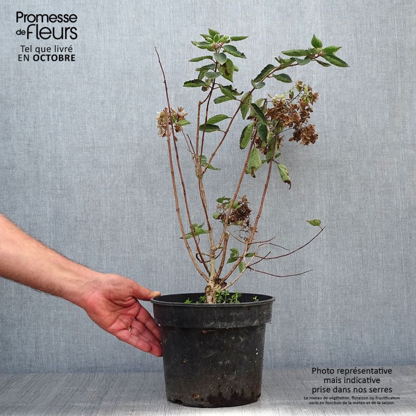 Exemplar von Hydrangea paniculata Bombshell Pot de 3L/4L wie im Herbst geliefert