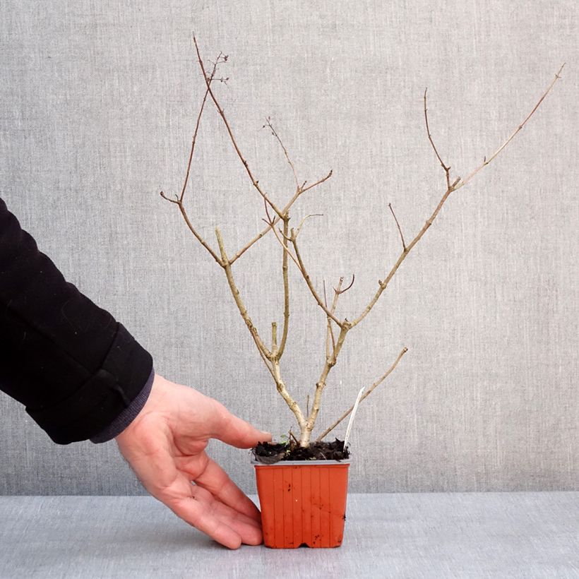 Exemplar von Rispenhortensie Dharuma - Hydrangea paniculata Kleine Töpfe von 8/9 cm wie im Winter geliefert