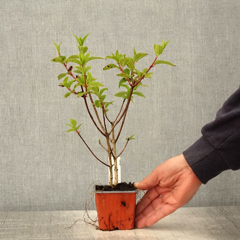 Exemplar von Rispenhortensie Dharuma - Hydrangea paniculata wie im Frühjahr geliefert